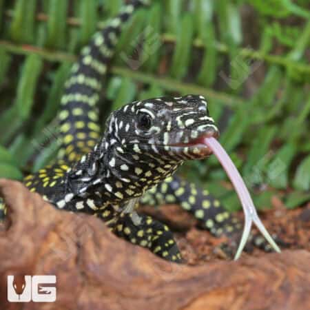 Baby Blue Tail Monitor For Sale - Underground Reptiles