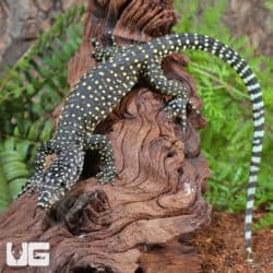 Baby Blue Tail Monitor For Sale - Underground Reptiles