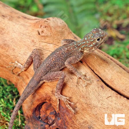 Baby Red Headed Agamas (Agama agama) For Sale - Underground Reptiles