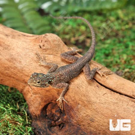 Baby Red Headed Agamas (Agama agama) For Sale - Underground Reptiles