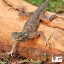 Baby Red Headed Agamas (Agama agama) For Sale - Underground Reptiles