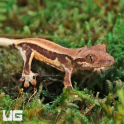 Baby Red Phantom Lilly White Crested Gecko