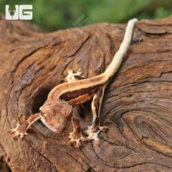 Baby Red Phantom Lilly White Crested Gecko