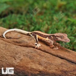 Baby Lilly White Crested Geckos For Sale - Underground Reptiles