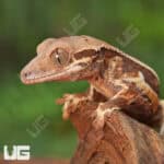 Baby Red Phantom Lilly White Crested Gecko