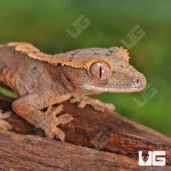 Baby Red Phantom Dalmation Crested Geckos For Sale - Underground Reptiles