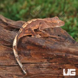 Baby Red Phantom Dalmation Crested Geckos For Sale - Underground Reptiles