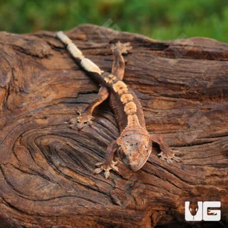 Baby Red Phantom Dalmation Crested Geckos For Sale - Underground Reptiles