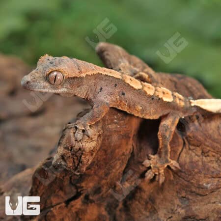 Baby Red Phantom Dalmation Crested Geckos For Sale - Underground Reptiles