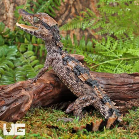 Baby-Smooth-Fronted Caimans For Sale - Underground Reptiles