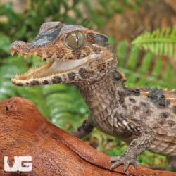 Baby-Smooth-Fronted Caimans For Sale - Underground Reptiles