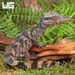 Baby-Smooth-Fronted Caimans For Sale - Underground Reptiles