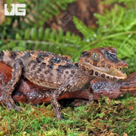 Baby-Smooth-Fronted Caimans For Sale - Underground Reptiles