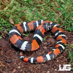 Baby Tricolor Hognose Snakes For Sale - Underground Reptiles