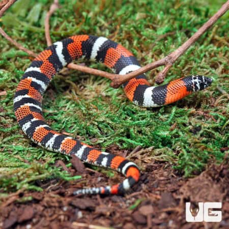 Baby Tricolor Hognose Snakes For Sale - Underground Reptiles