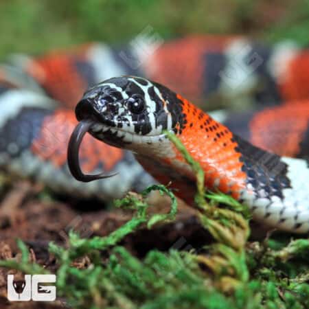 Baby Tricolor Hognose Snakes For Sale - Underground Reptiles