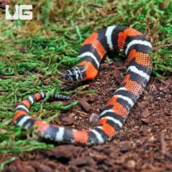 Baby Tricolor Hognose Snakes For Sale - Underground Reptiles