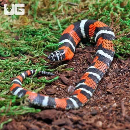 Baby Tricolor Hognose Snakes For Sale - Underground Reptiles