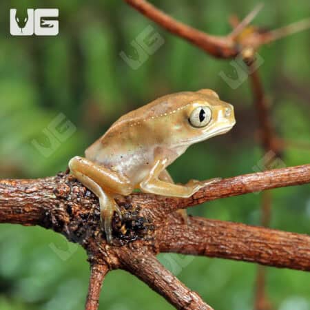 Baby White Lined Leaf Frogs For Sale - Underground Reptiles