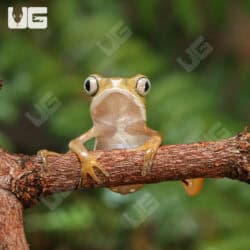 Baby White Lined Leaf Frogs For Sale - Underground Reptiles