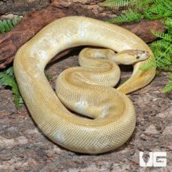 Banana Pinstripe Ball Python For Sale - Underground Reptiles