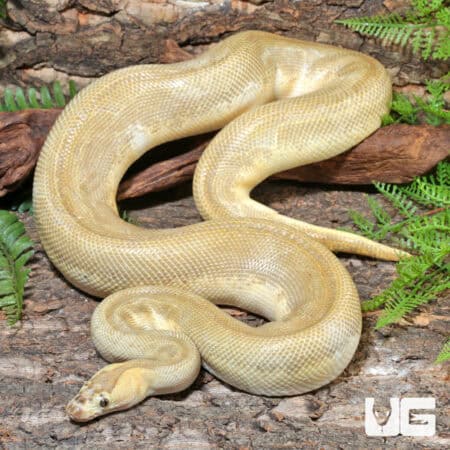 Banana Pinstripe Ball Python For Sale - Underground Reptiles