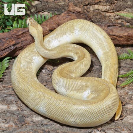 Banana Pinstripe Ball Python For Sale - Underground Reptiles