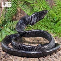 Jansen's Ratsnake Pair For Sale - Underground Reptiles