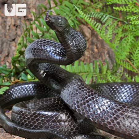 Jansen's Ratsnake Pair For Sale - Underground Reptiles