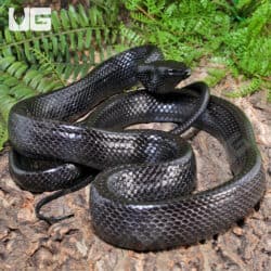 Jansen's Ratsnake Pair For Sale - Underground Reptiles