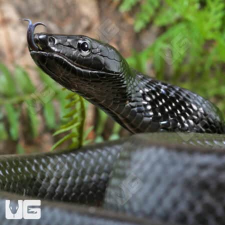 Jansen's Ratsnake Pair For Sale - Underground Reptiles