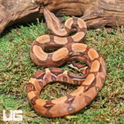 Blood 66% Het Sterling (Pos Jungle) Boa For Sale - Underground Reptiles