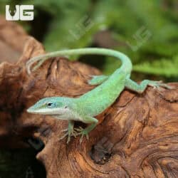 Blue Green Forktail Anoles For Sale - Underground Reptiles
