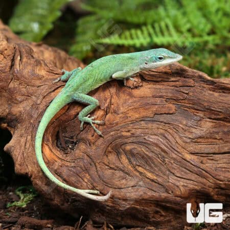Blue Green Forktail Anoles For Sale - Underground Reptiles