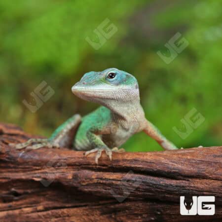 Blue Green Forktail Anoles For Sale - Underground Reptiles