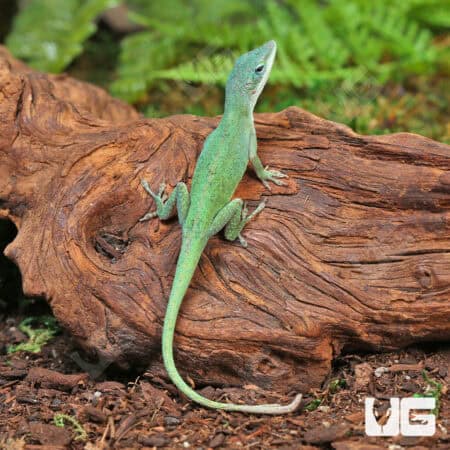 Blue Green Forktail Anoles For Sale - Underground Reptiles