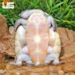 Branderhorst's Snapping Turtle For Sale - Underground Reptiles