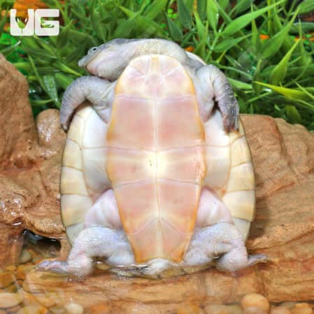 Branderhorst's Snapping Turtle For Sale - Underground Reptiles