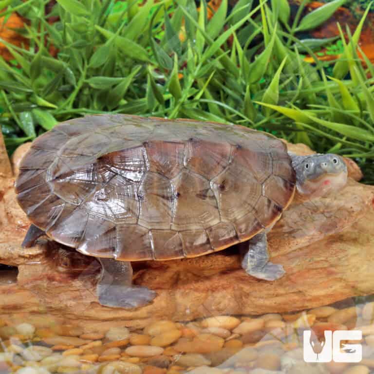 Branderhorst's Snapping Turtle For Sale - Underground Reptiles