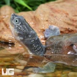 Branderhorst's Snapping Turtle For Sale - Underground Reptiles