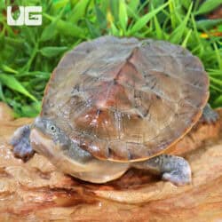 Branderhorst's Snapping Turtle For Sale - Underground Reptiles