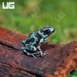 Green And Bronze Auratus Dart Frogs For Sale - Underground Reptiles