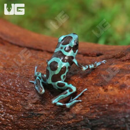 Green And Bronze Auratus Dart Frogs For Sale - Underground Reptiles