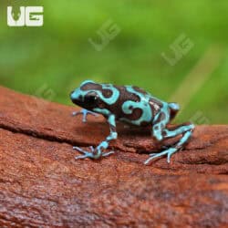 Green And Bronze Auratus Dart Frogs For Sale - Underground Reptiles