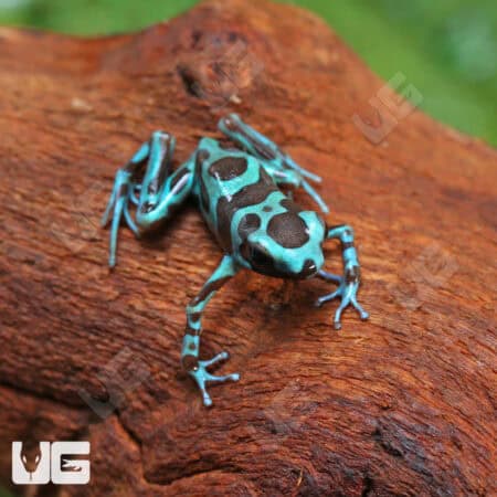 Green And Bronze Auratus Dart Frogs For Sale - Underground Reptiles