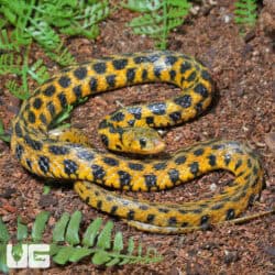 Checkered Keelback Water Snake For Sale - Underground Reptiles