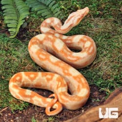 Female Aztec Sharp Sunglow (Blue Line) B8 For Sale - Underground Reptiles