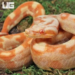 Female Aztec Sharp Sunglow (Blue Line) B8 For Sale - Underground Reptiles