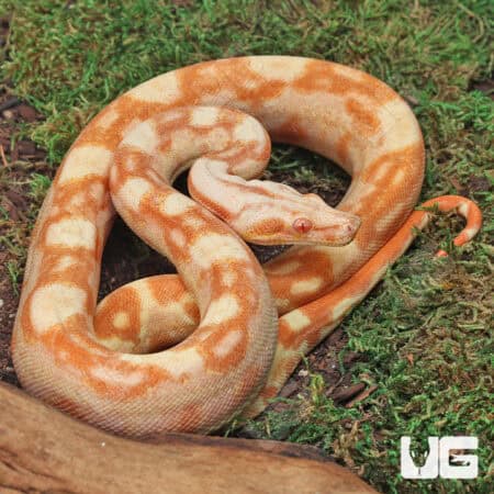 Female Aztec Sharp Sunglow (Blue Line) B8 For Sale - Underground Reptiles