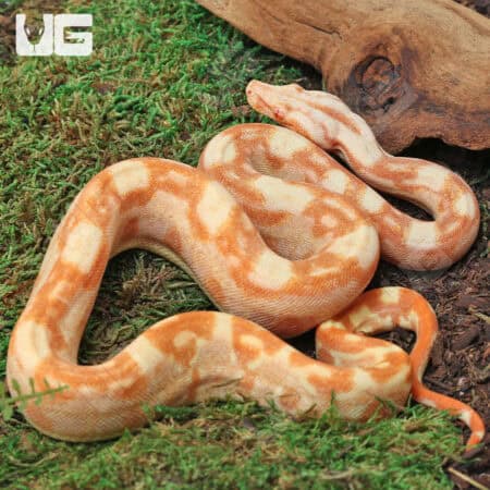 Female Aztec Sharp Sunglow (Blue Line) B8 For Sale - Underground Reptiles